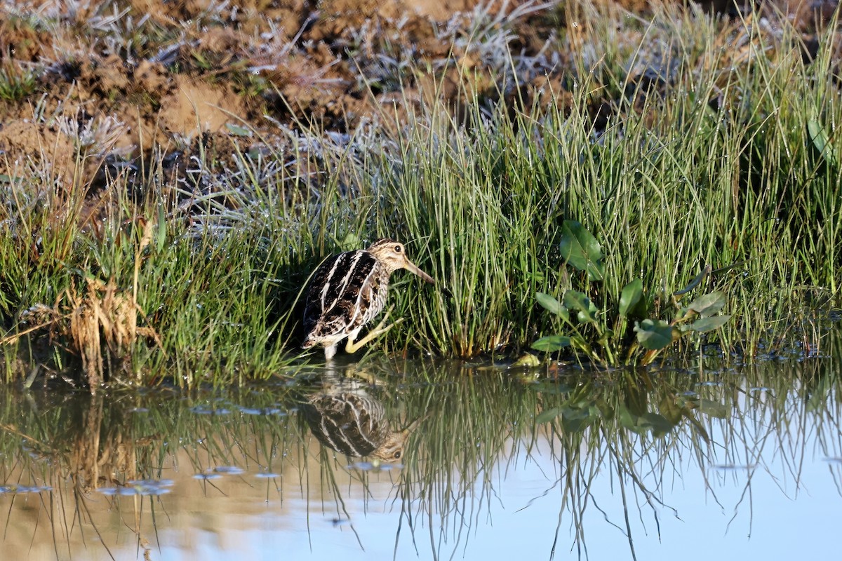 Wilson's Snipe - ML394109061