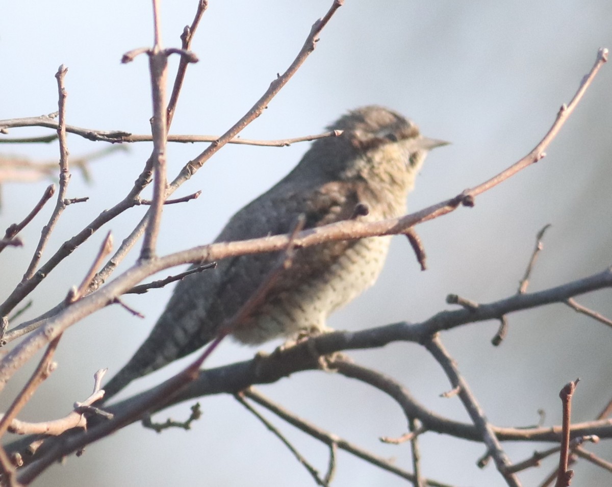 Eurasian Wryneck - ML394109291