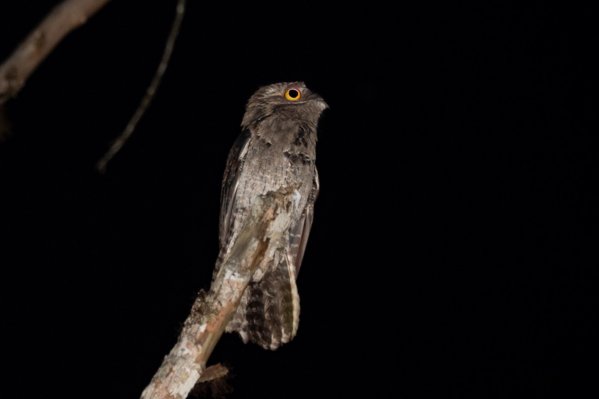 Common Potoo - ML394109841