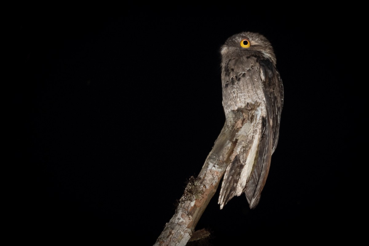 Common Potoo - ML394109851