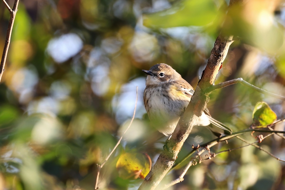 Yellow-rumped Warbler - ML394109921