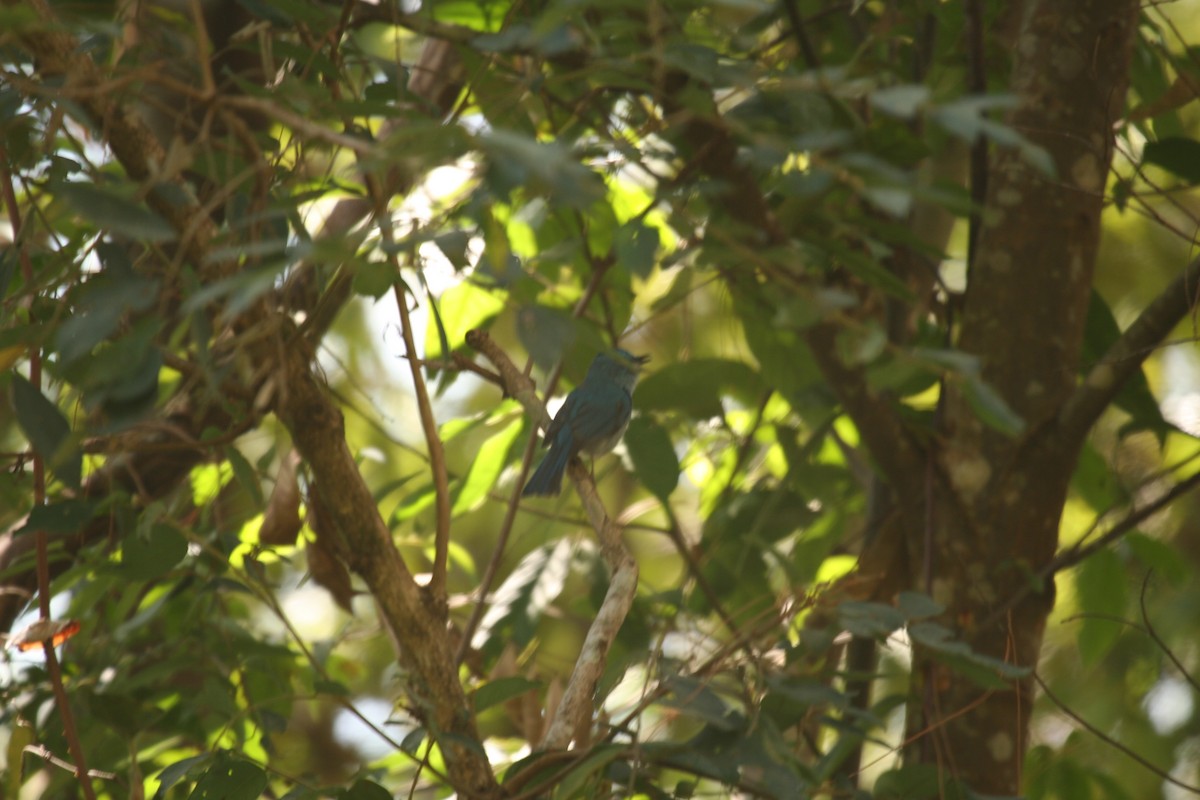 Pale Blue Flycatcher - Charles Davies