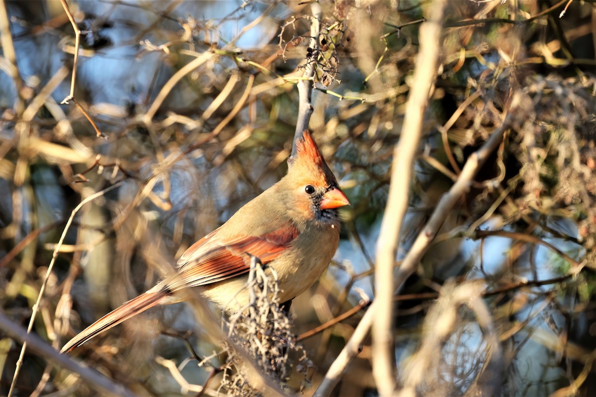 Northern Cardinal - ML394110001