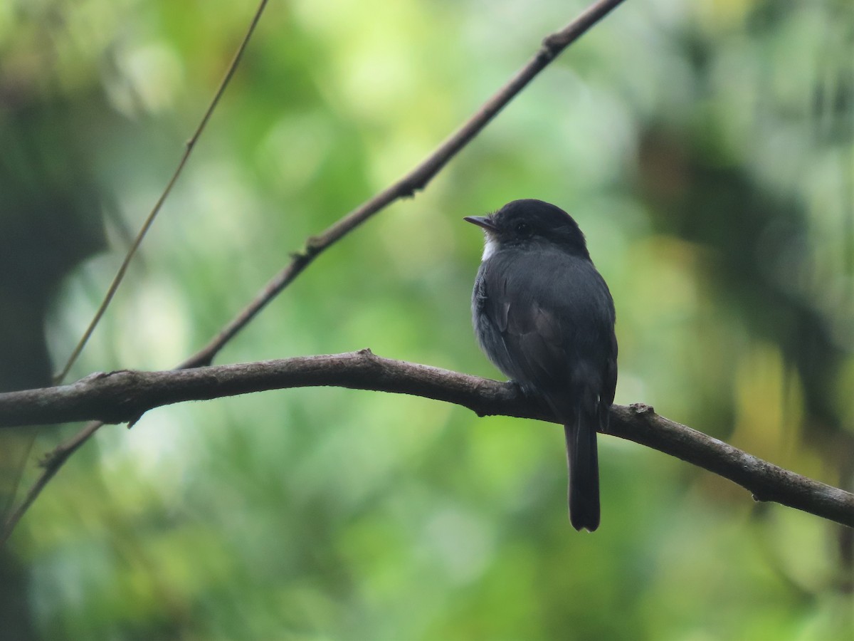 White-throated Pewee - ML394110361