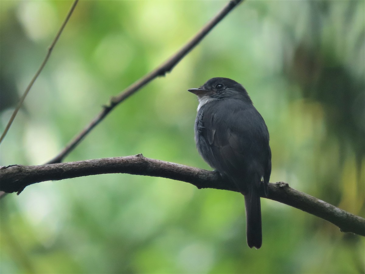 White-throated Pewee - ML394110371