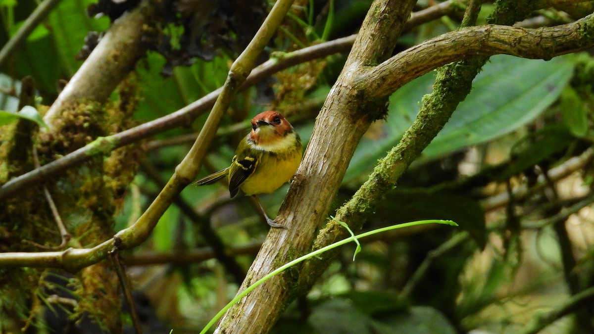 Rufous-crowned Tody-Flycatcher - ML394110461