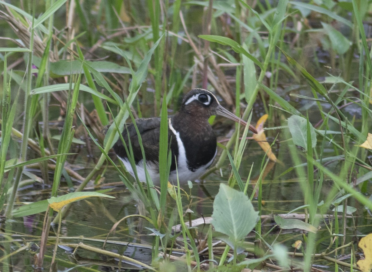 Greater Painted-Snipe - ML394110791