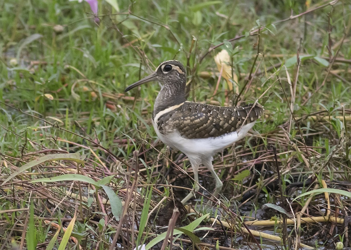 Greater Painted-Snipe - ML394110801