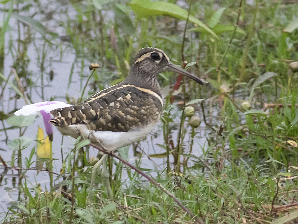 Greater Painted-Snipe - ML394110821