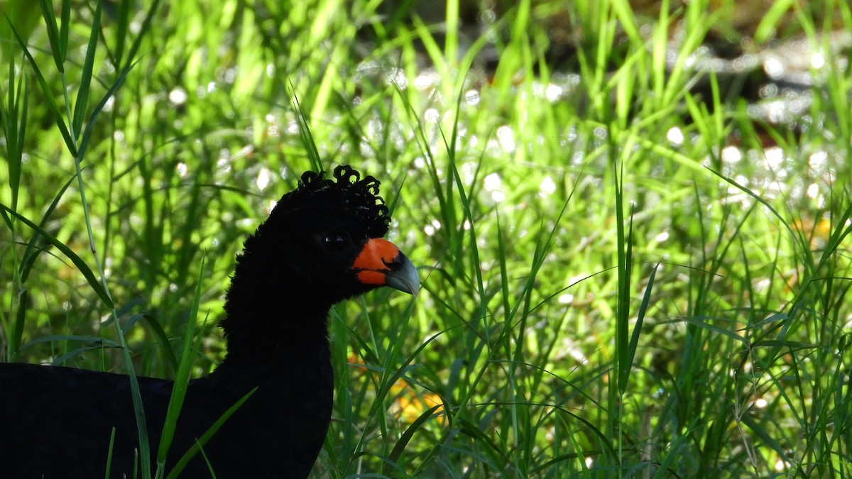 Black Curassow - ML394111041