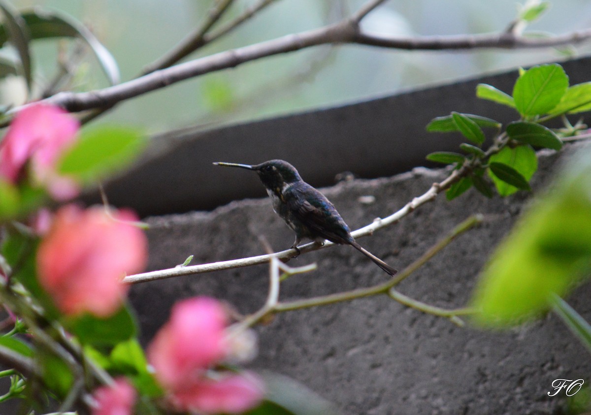 Slender-tailed Woodstar - ML394113041