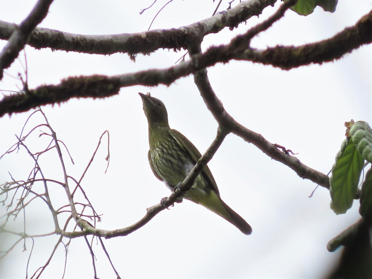 White Bellbird - ML394113931