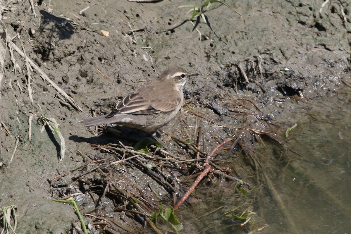 Buff-winged Cinclodes - ML394115201