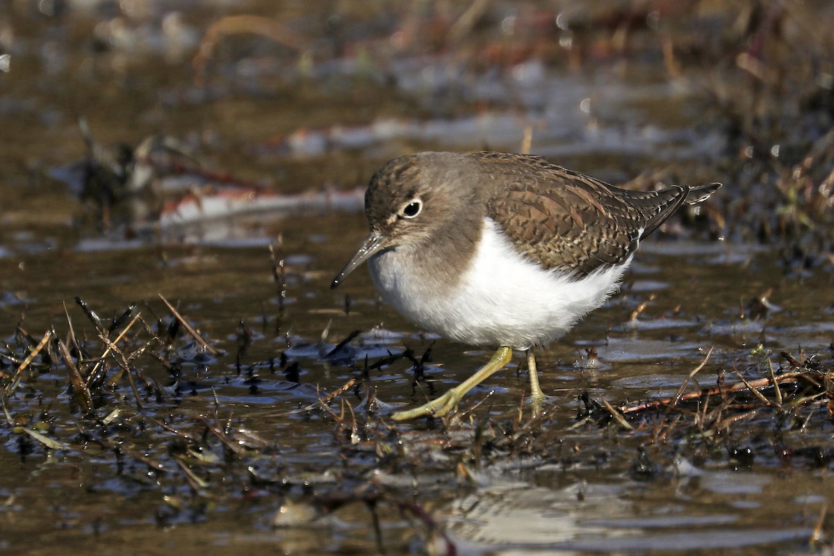 Common Sandpiper - Francisco Barroqueiro