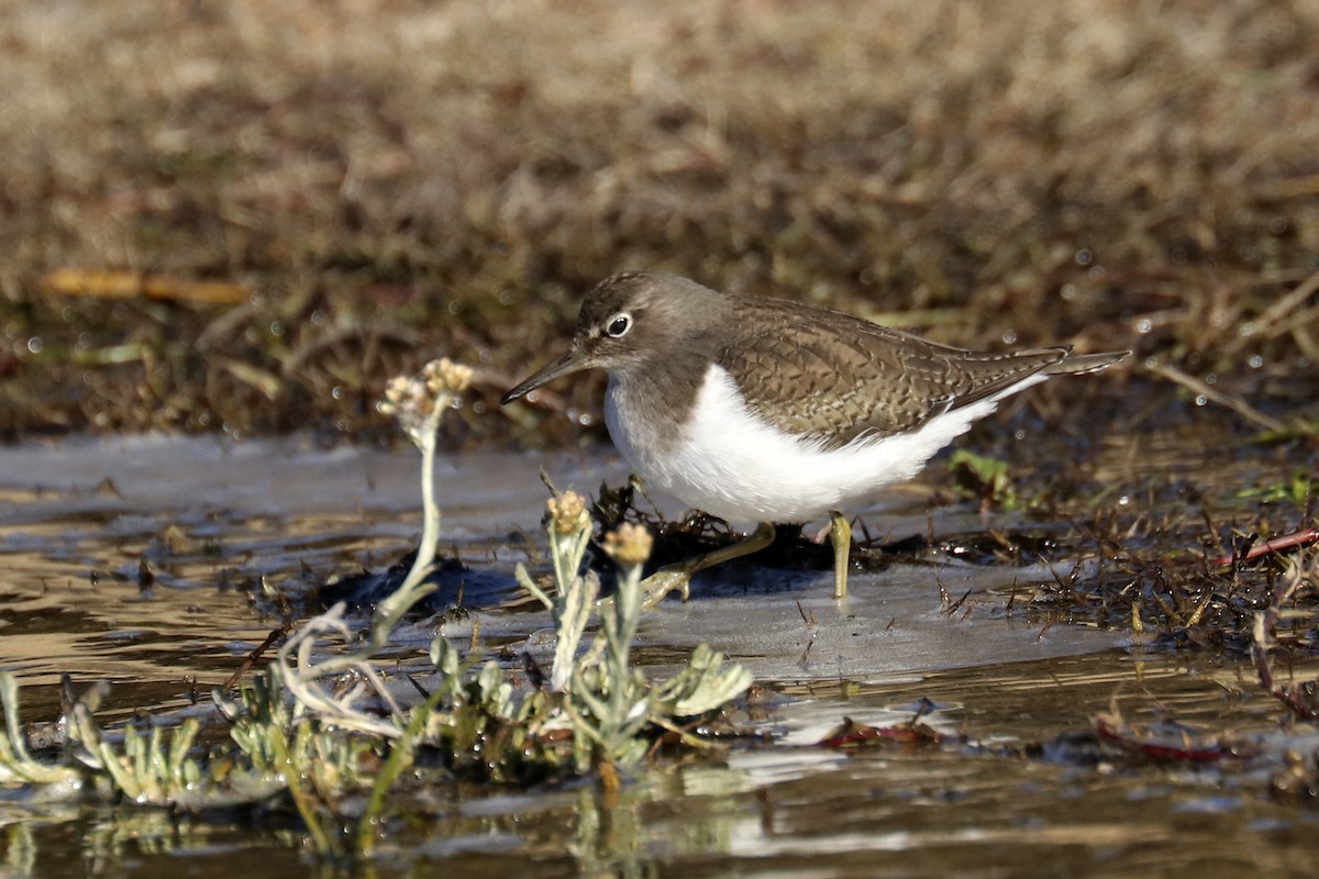 Common Sandpiper - ML394115641