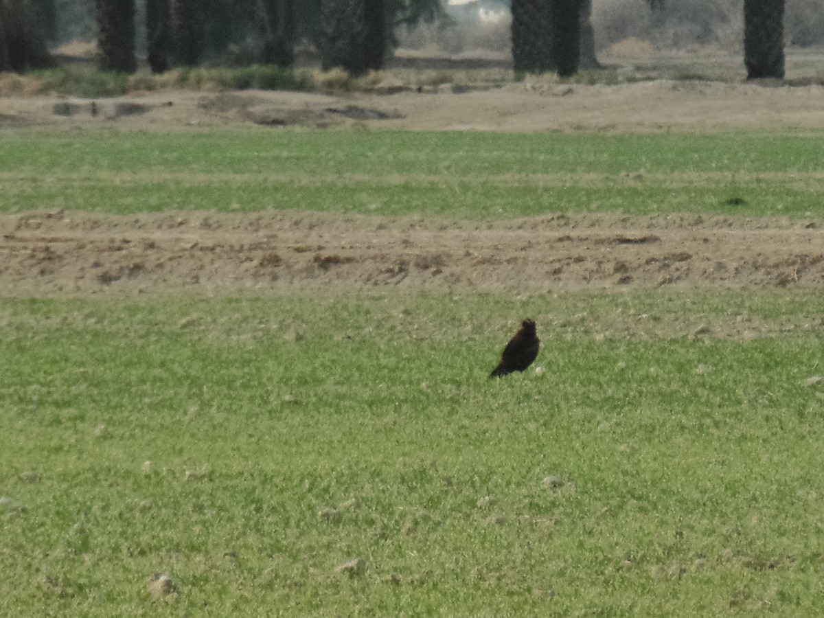 Western Marsh Harrier - ML394115681