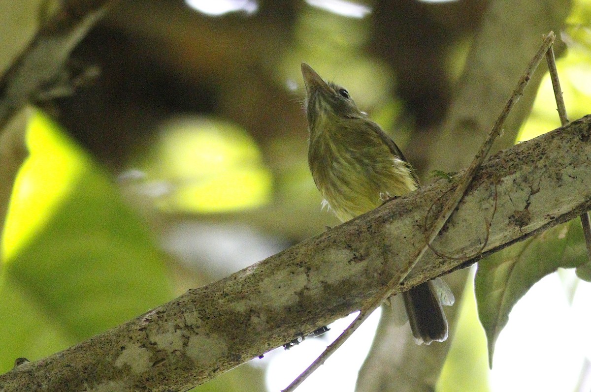 Boat-billed Tody-Tyrant - ML394119481