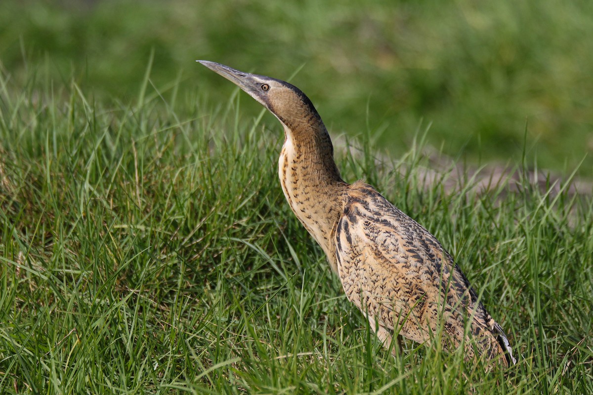 Eurasian Bittern - Amit Goldstein