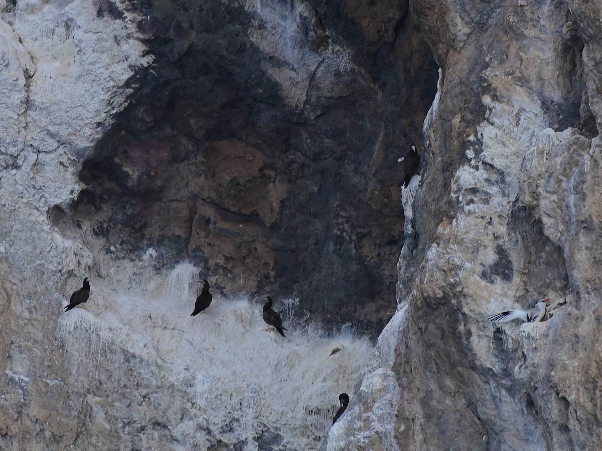 Zanga iluna - ML394122061