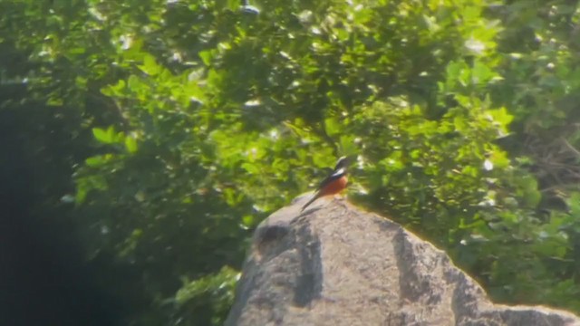 Mocking Cliff-Chat - ML394124461