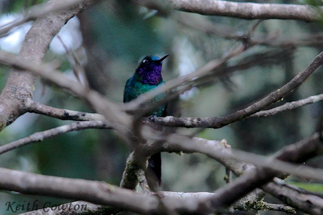 Purple-throated Sunangel (Brilliant) - Keith Cowton