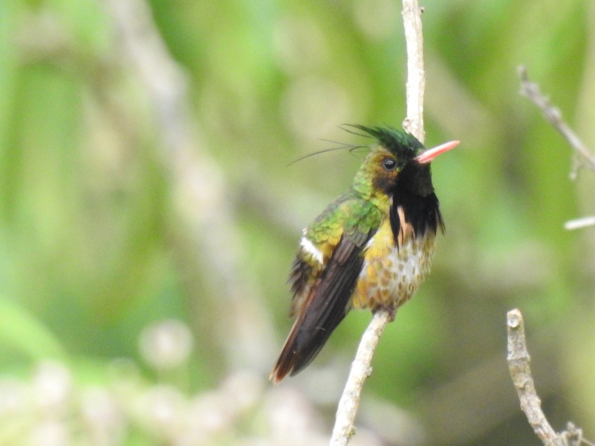 Black-crested Coquette - ML394126911