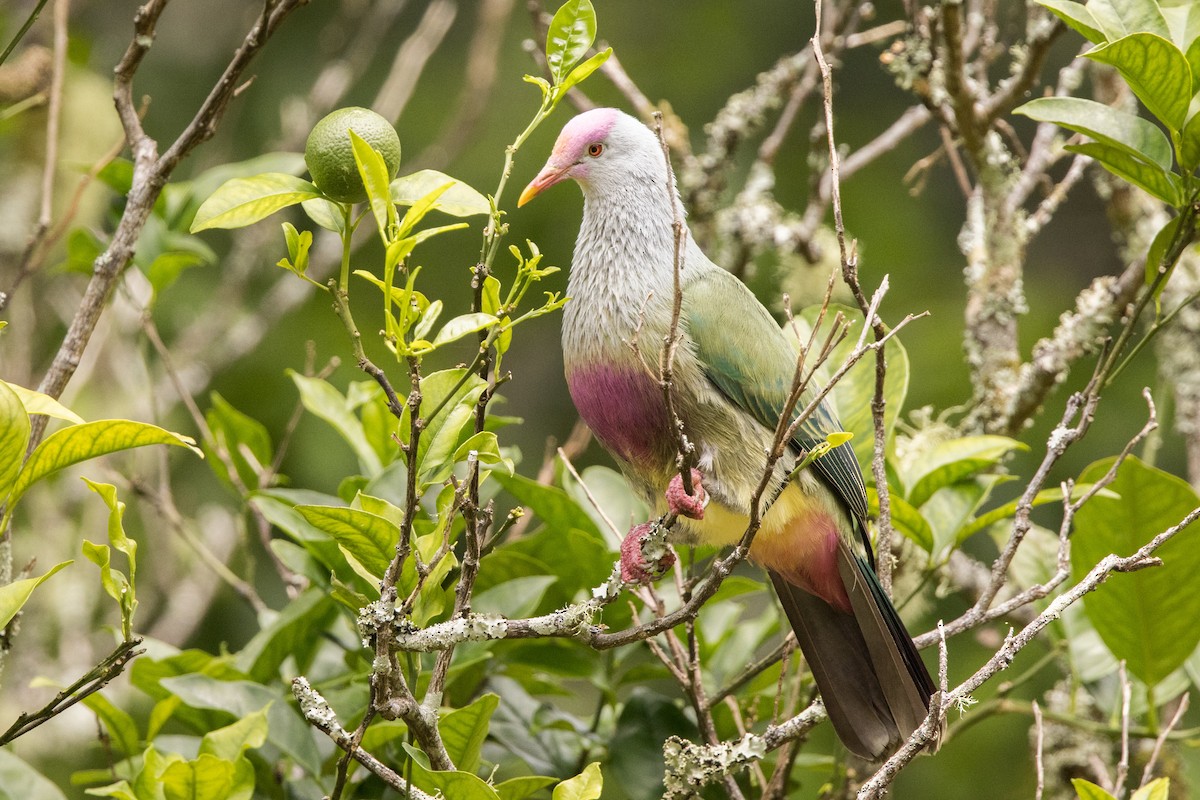 Rapa Fruit-Dove - ML394126931