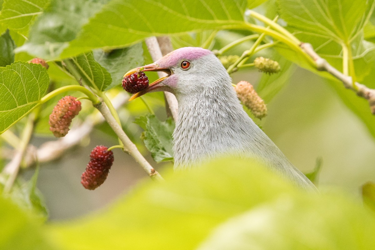 Rapa Fruit-Dove - ML394126971