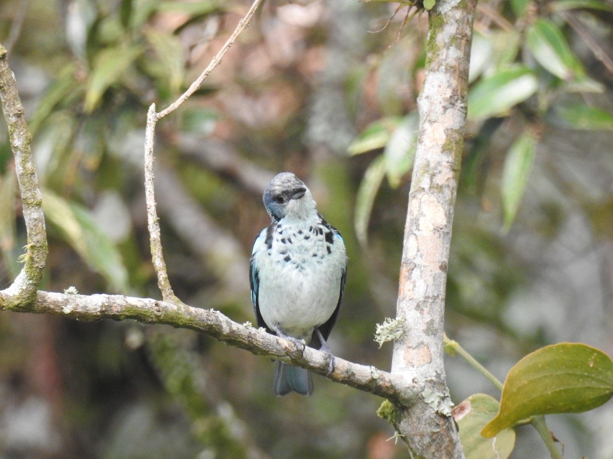 Azure-rumped Tanager - ML394127001