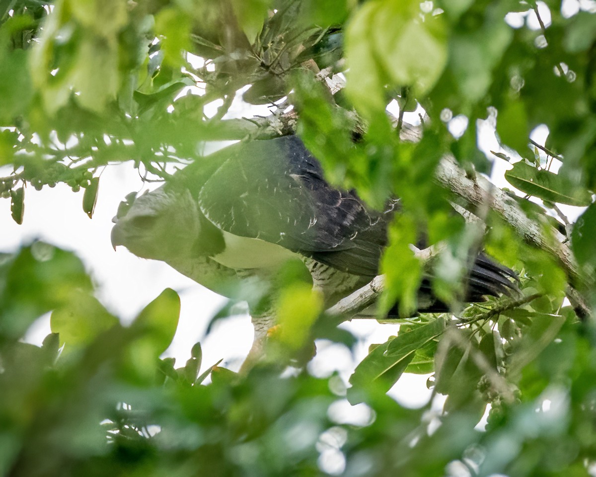 Harpy Eagle - ML394128151