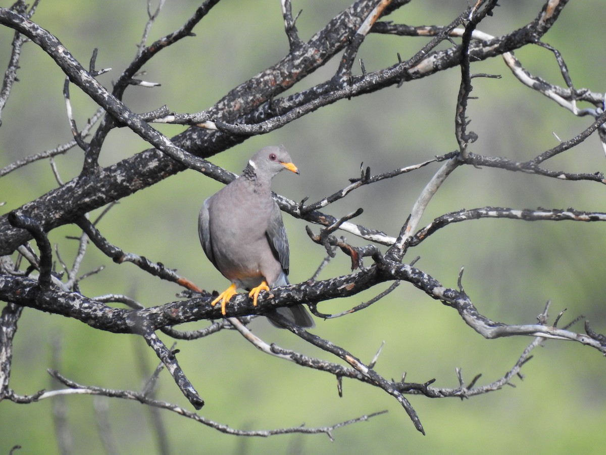 Band-tailed Pigeon - ML394128391
