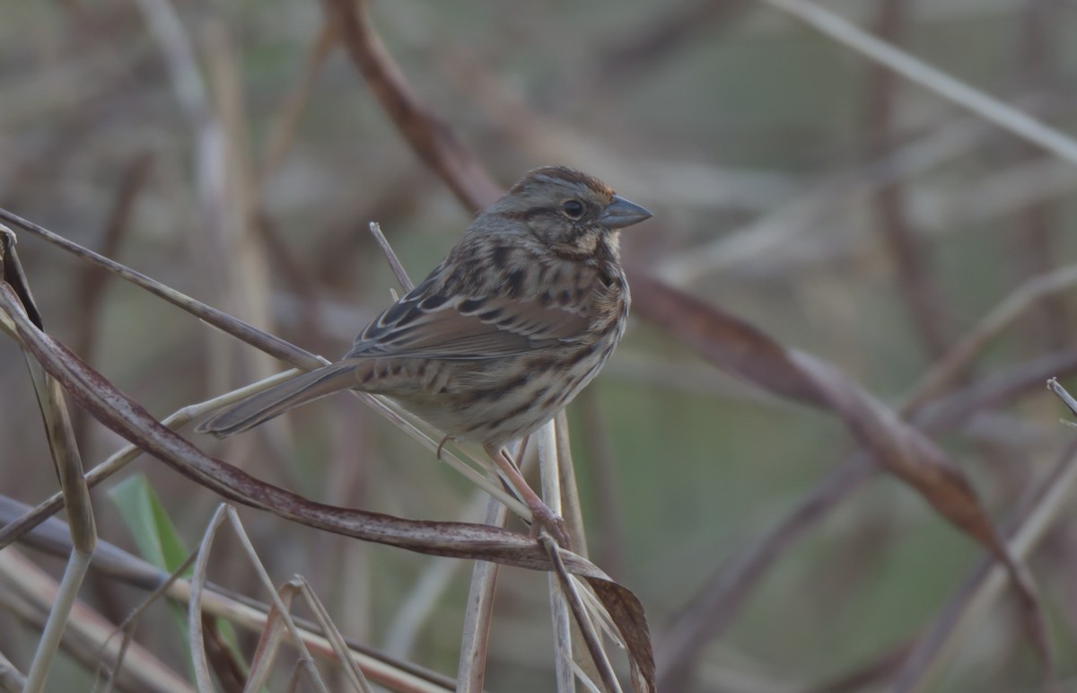Song Sparrow - ML394130571
