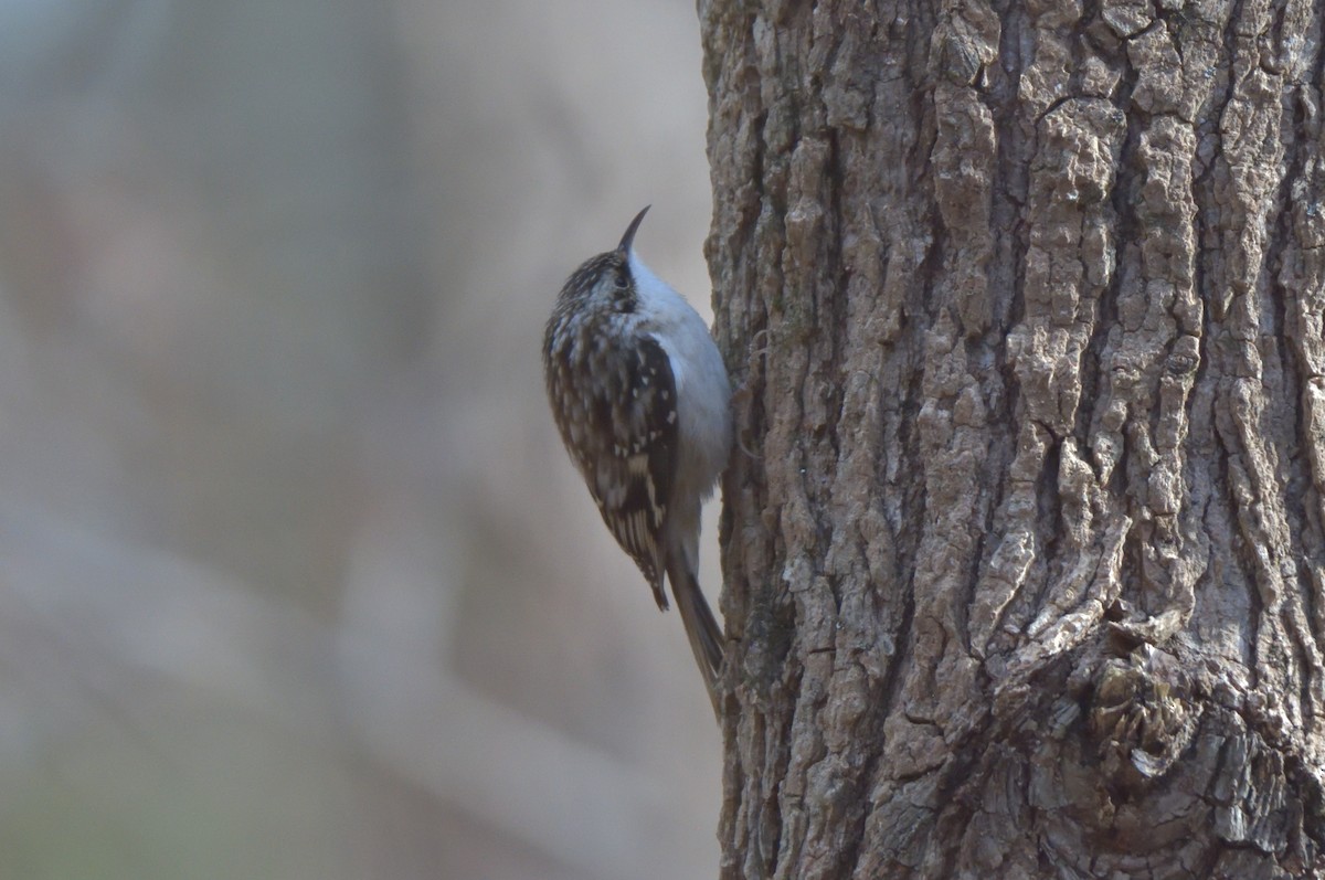 Brown Creeper - ML394130691