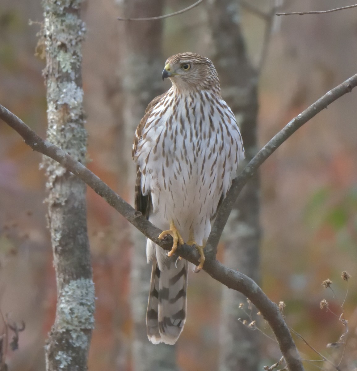 Cooper's Hawk - ML394131081