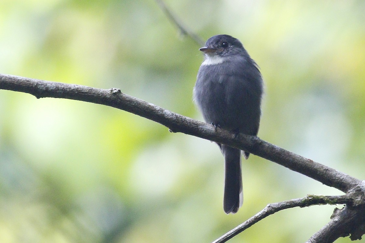 White-throated Pewee - ML394131501