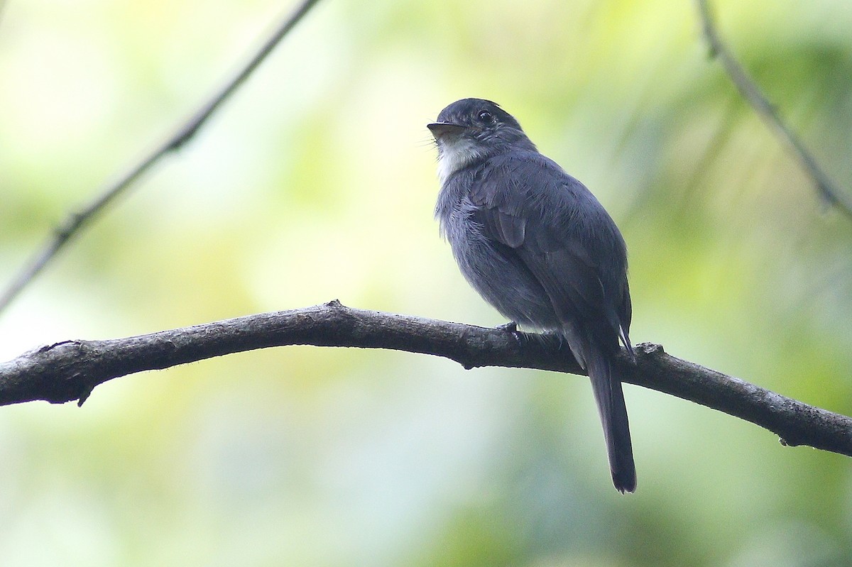 White-throated Pewee - ML394131511