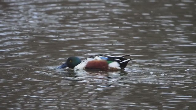 Northern Shoveler - ML394133991