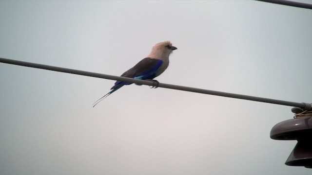 Blue-bellied Roller - ML394135331