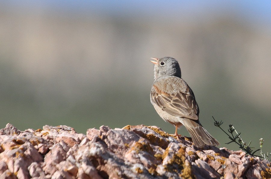 Gray-necked Bunting - Zbigniew Kajzer