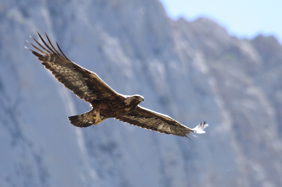 Golden Eagle - Zbigniew Kajzer