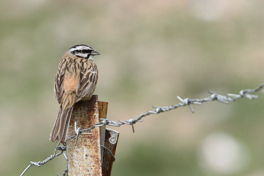 Rock Bunting - ML394136341