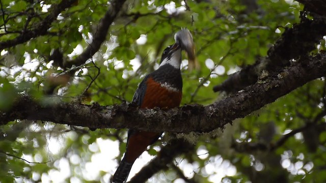 Ringed Kingfisher - ML394136941