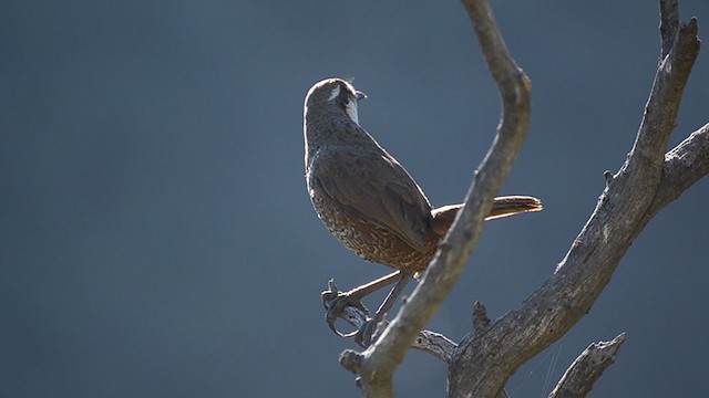 Weißbarttapaculo - ML394137661