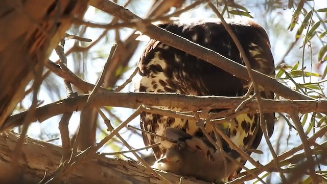 White-throated Hawk - ML394138591