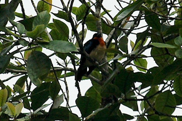 Orange-throated Tanager - ML394138891