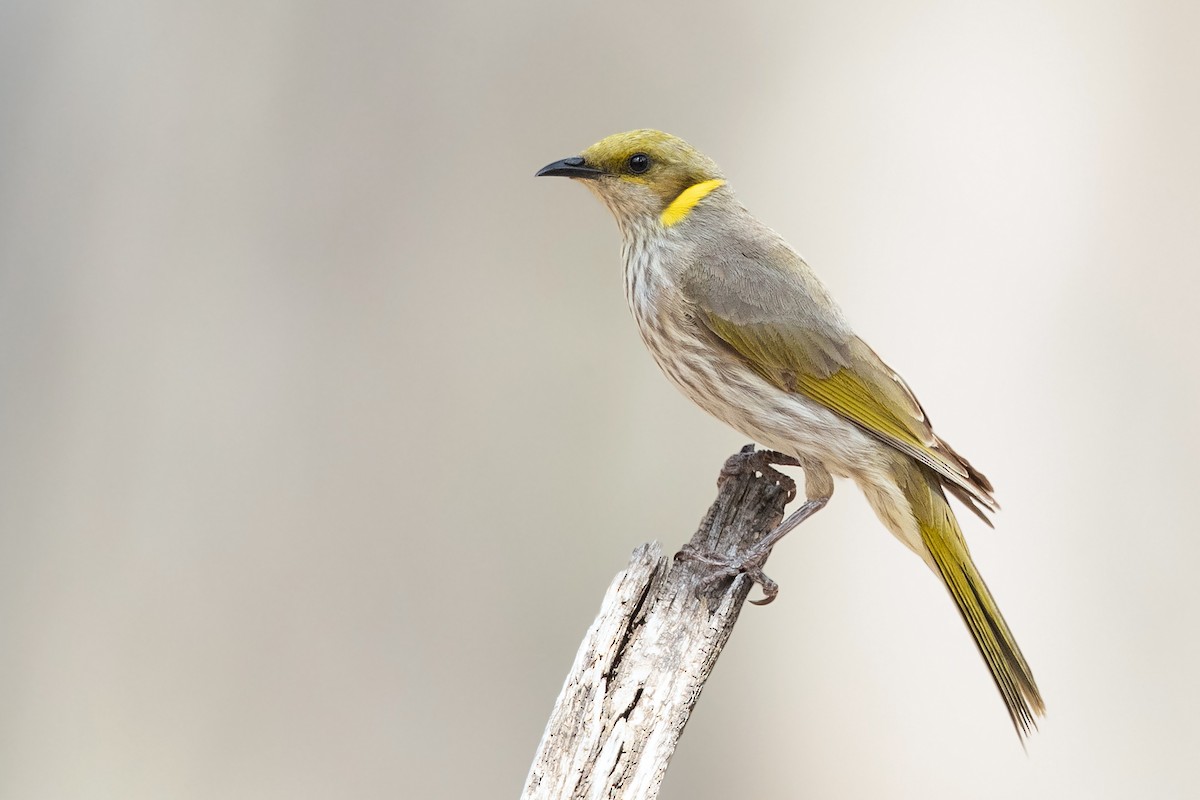 Yellow-plumed Honeyeater - ML394143091