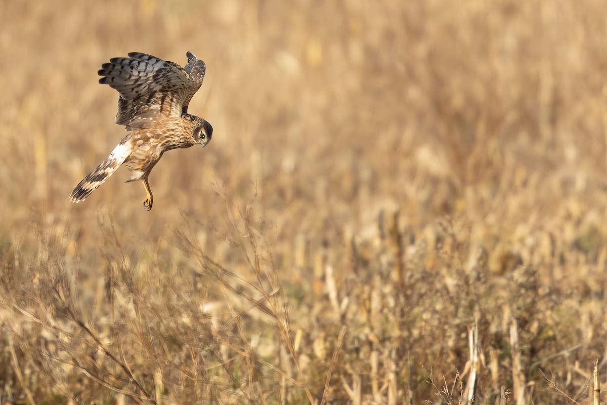 Hen Harrier - ML394143991