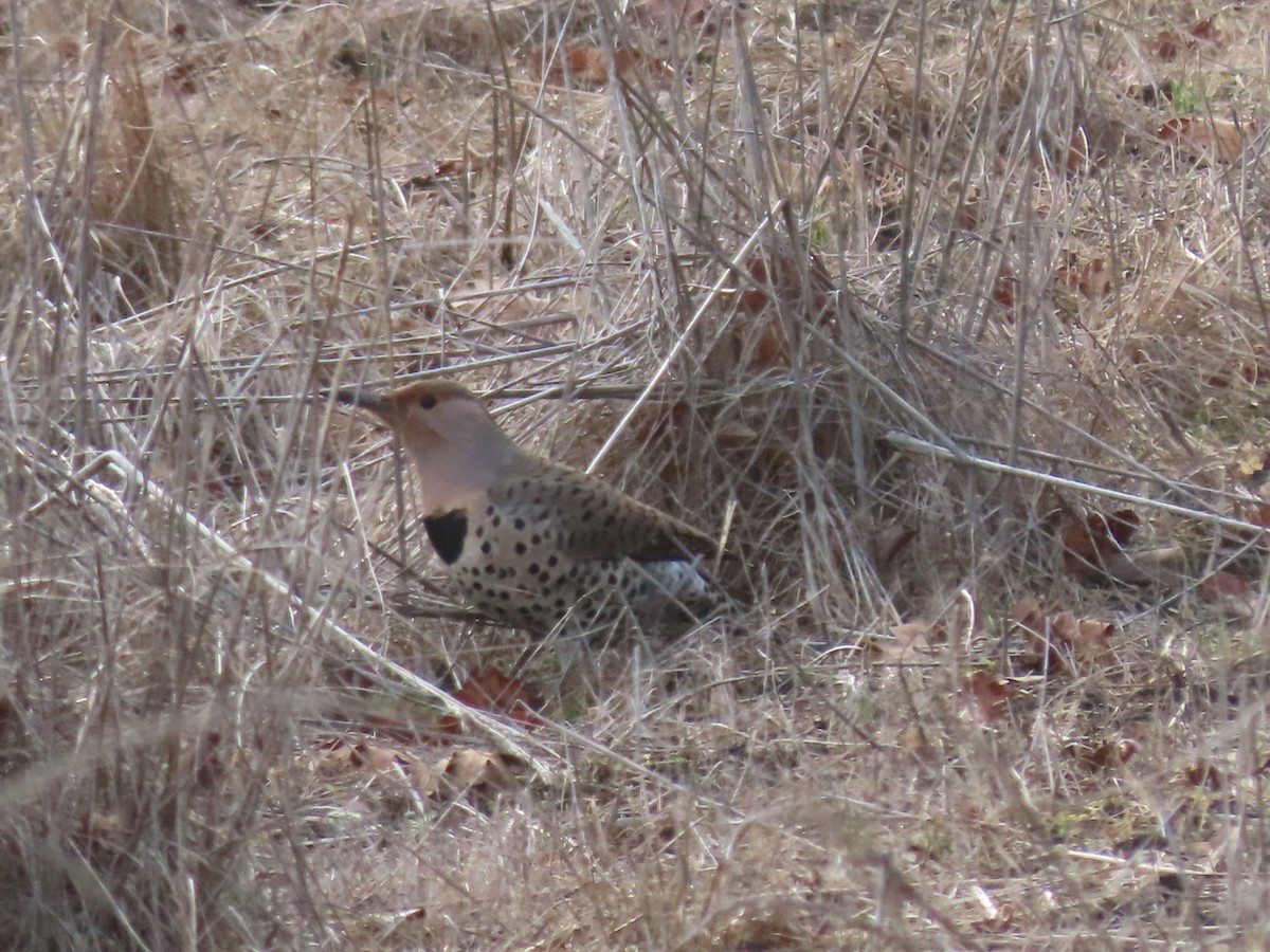 Northern Flicker (Yellow-shafted x Red-shafted) - ML394144161