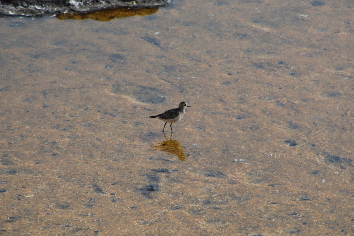 American Golden-Plover - ML394144221