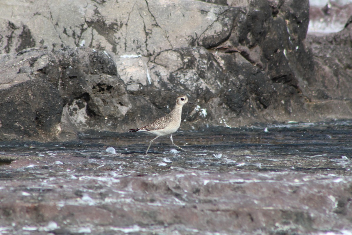 American Golden-Plover - ML394144231